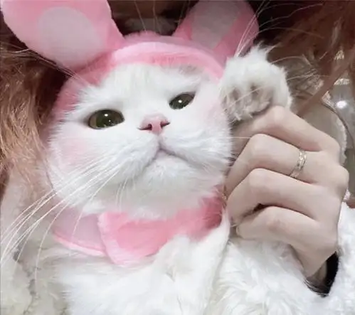 你抱猫咪的行为,在它看来,是这么回事