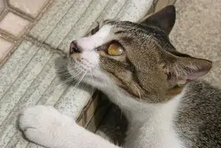 猫都可以系model