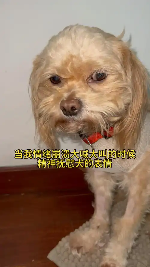 当我精神崩溃大喊大叫,精神抚慰犬的表情