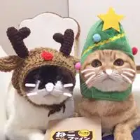 猫系情侣头像一左一右微信头像图片大全