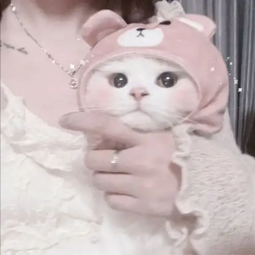 女生抱猫头像我在人间贩卖黄昏,只为收集时间的温柔去见你