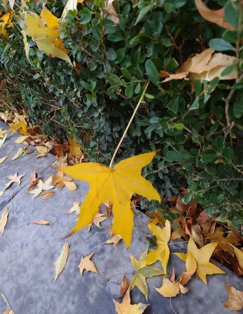 蓝天白云秋风落叶之韵
