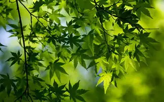 清新绿色植物图片清新绿色植物图片大全
