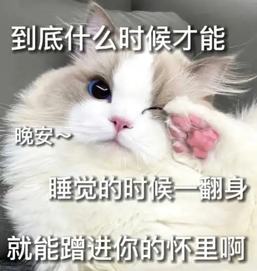 猫咪表情包第26弹(晚安篇)