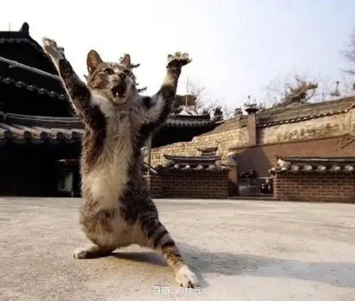猫妈我打架jiojio劈叉了,怎么办
