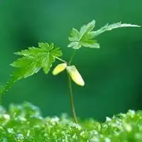 绿色很干净头像简单干净绿色系头像