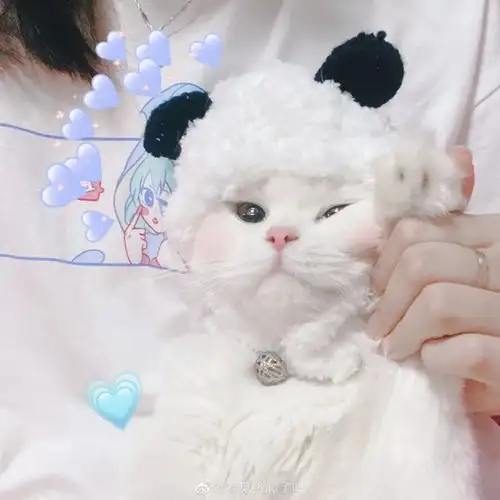 女生抱猫头像我在人间贩卖黄昏,只为收集时间的温柔去见你