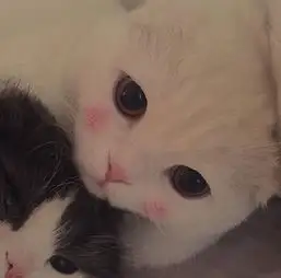 网友以前我是不喜欢猫的,但看到这一只真是要命了
