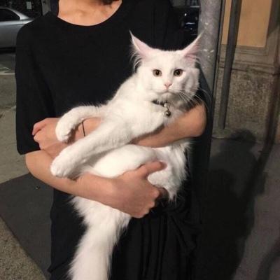 治愈系微信头像男热爱小动物可爱点