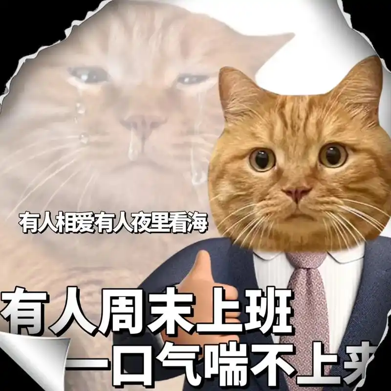 有人相爱有人夜里看海有人加班到现在.#萌宠#猫咪表情-抖音