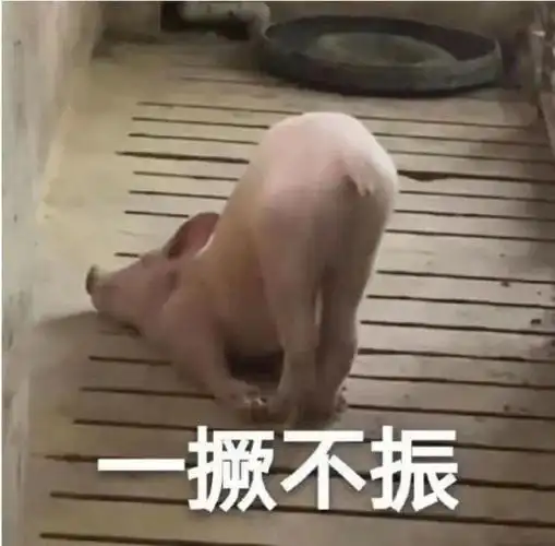 猪猪表情包一蹶不振