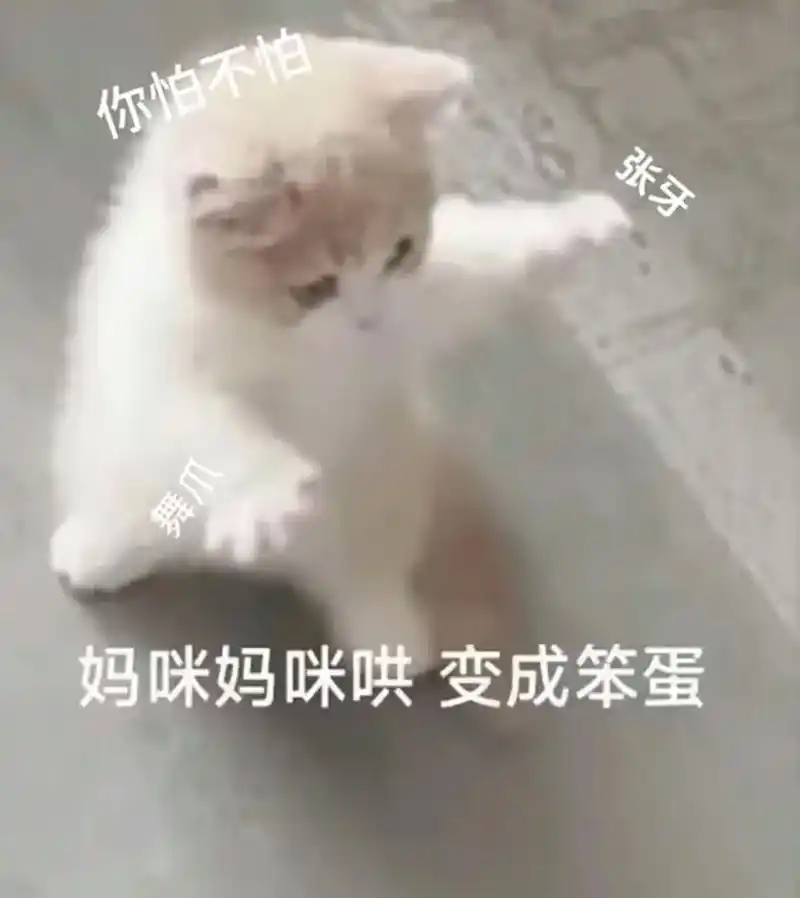 猫咪表情包-抖音