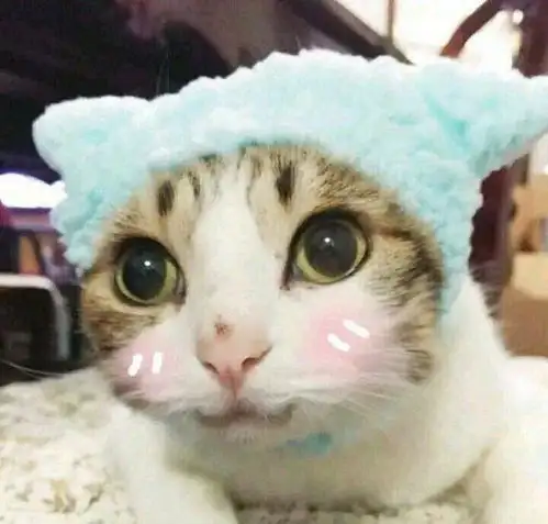 情侣头像你走了,我们养的猫却舍不得送人