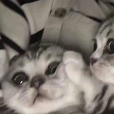 猫狗情侣闺蜜头像