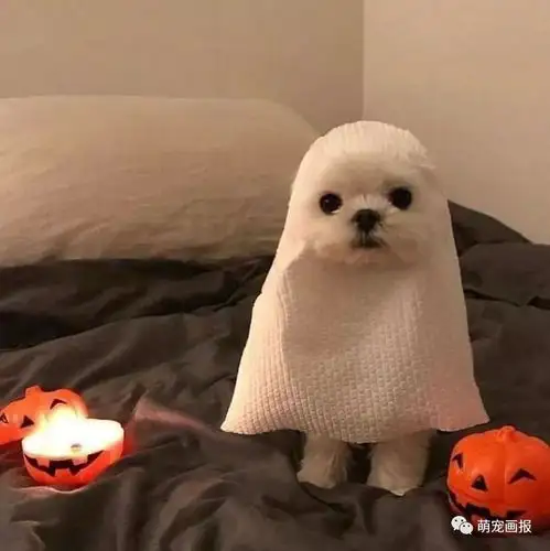 狗狗们的万圣节幽灵装,最后一个那眼神差点笑喷