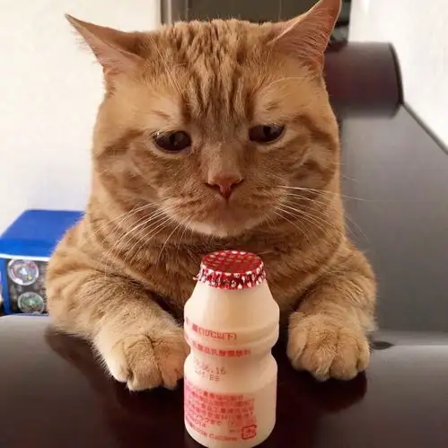 找一下这只猫猫照片的来源已识图未果已找到