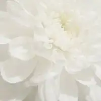 空白头像纯白色女生微信头像图片大全