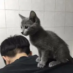 请问图片上这种猫是什么品种