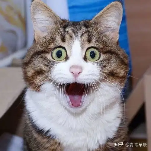 为什么总有一种猫特别像女人的感觉