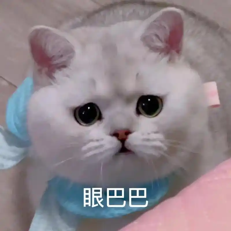 委屈小猫表情包.#猫咪表情包-抖音