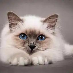 女生用这猫做微信头像代表什么,有什么含义能解释一下这个图片么描