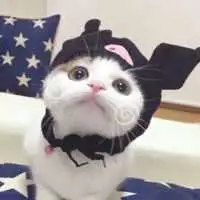 猫系爱人头像2021新款