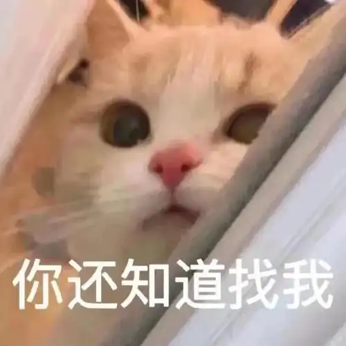 小猫咪表情包