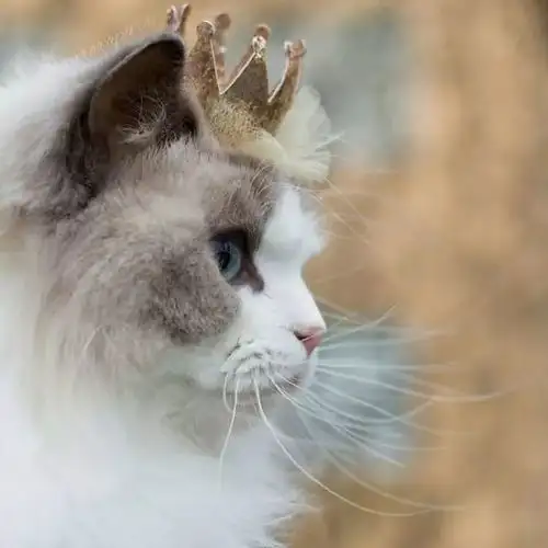 有些猫,就是自带仙气,美的让你隔着屏幕都无法呼吸