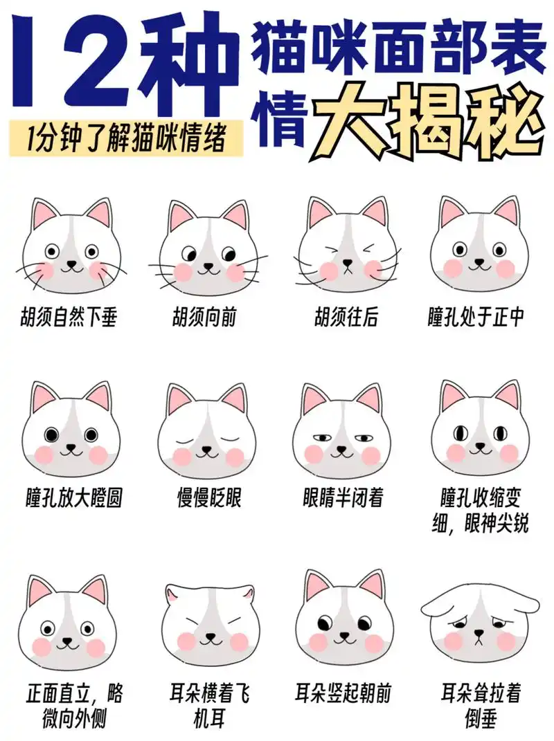 12种猫咪面部表情大揭92|教你读懂猫咪心情